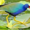 American Purple Gallinule Paint By Number