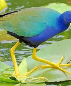 American Purple Gallinule Paint By Number