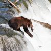 Bear Fishing In The River paint by number