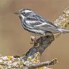 Black And White Bird Sparrow Paint By Number