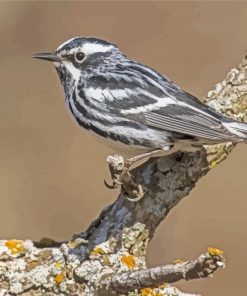 Black And White Bird Sparrow Paint By Number