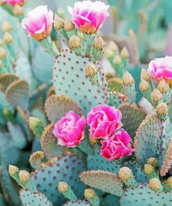 Cactus And Pink Flowers Paint By Number