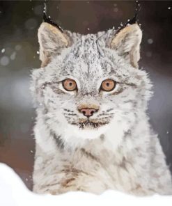 Canada lynx In Snow Paint By Number