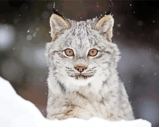 Canada lynx In Snow Paint By Number