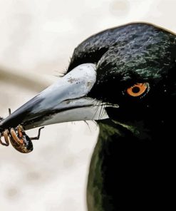 Close Up Australian Magpie Paint By Number