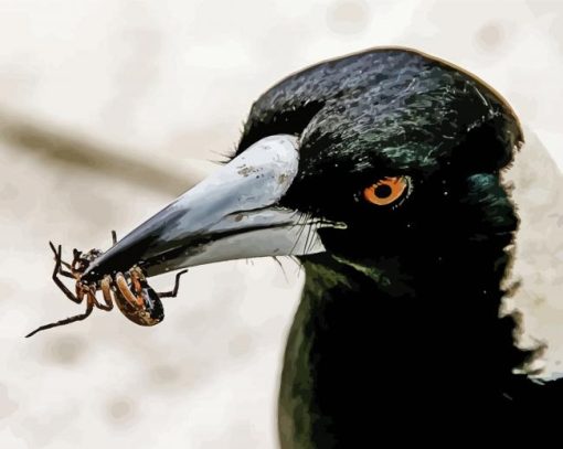 Close Up Australian Magpie Paint By Number