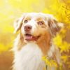 Close Up Blonde Border Collie Paint By Number