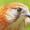 Close Up Kestrel Bird Paint By Number