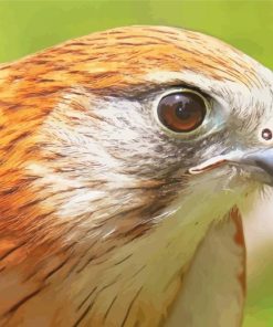 Close Up Kestrel Bird Paint By Number