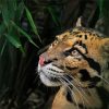 Clouded Leopard paint by numbers