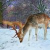 European Fallow Deer In Snow paint by number