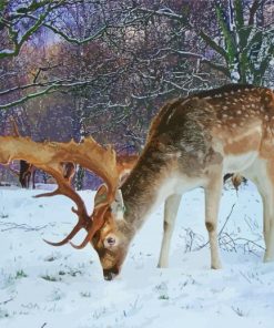 European Fallow Deer In Snow paint by number