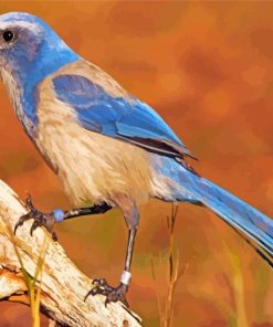 Florida Scrub Jay Paint By Number