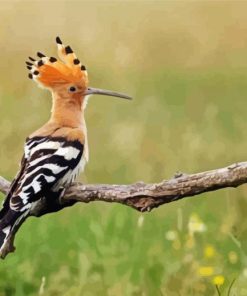 Hoopoe Bird Paint By Number