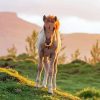 Horse Foal At Sunset Paint By Number