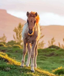 Horse Foal At Sunset Paint By Number