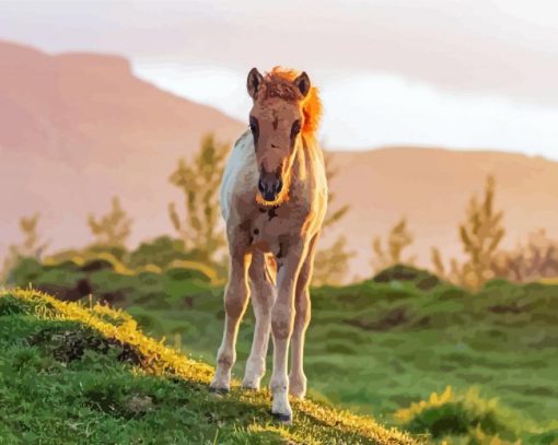 Horse Foal At Sunset Paint By Number