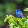 Indigo bunting bird paint by numbers