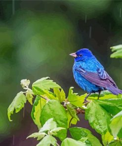 Indigo bunting bird paint by numbers