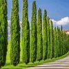 Italian Cypress Trees paint by numbers