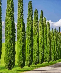 Italian Cypress Trees paint by numbers