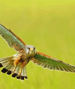 Kestrel Bird Flying Paint By Number