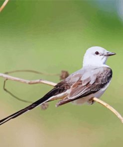 Oklahoma Flycatcher On Stick Paint By Number