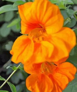 Orange Nasturtium Paint By Number