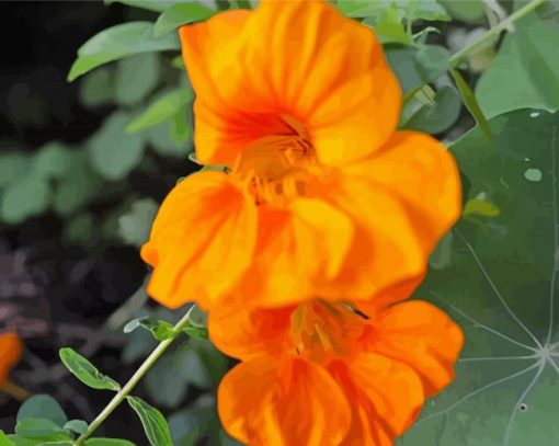 Orange Nasturtium Paint By Number