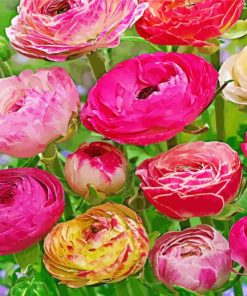 Peonies And Ranunculus Flowers Paint By Number