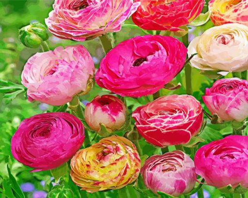 Peonies And Ranunculus Flowers Paint By Number