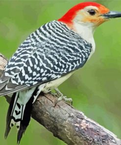 Red Bellied Woodpecker Paint By Number