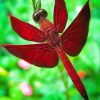 Red Dragonfly Insect Paint By Number