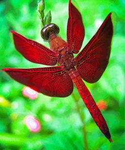 Red Dragonfly Insect Paint By Number