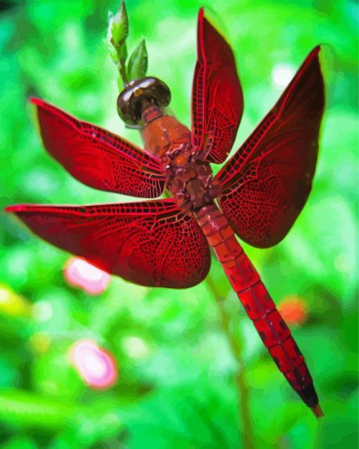 Red Dragonfly Insect Paint By Number