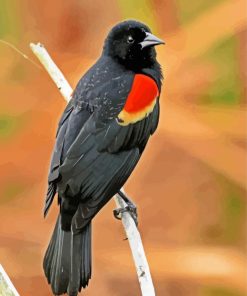 Red Winged Blackbird Paint By Number