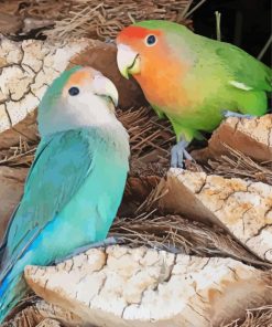 Rosy Faced Lovebirds Paint By Number