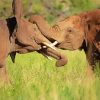 Two Adorable Elephants Snuggling Paint By Number