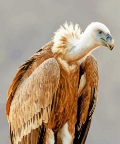 Vulture Paint By Number