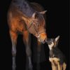 Adorable Horse And Dog Paint By Number