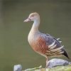 Adorable Whistling Duck Paint By Number