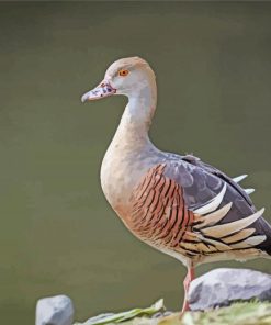 Adorable Whistling Duck Paint By Number