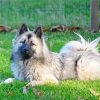 Aesthetic Eurasier Paint By Number