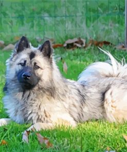 Aesthetic Eurasier Paint By Number