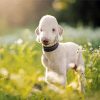 Bedlington Terrier Animal Paint By Number