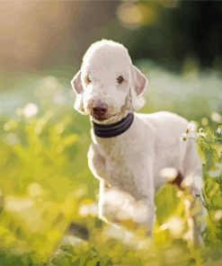 Bedlington Terrier Animal Paint By Number