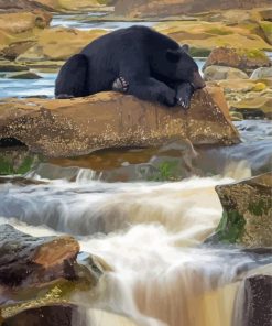 Black Bear Waterfall Paint By Number