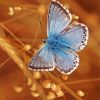 Blue And White Butterfly Paint By Number