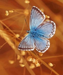 Blue And White Butterfly Paint By Number