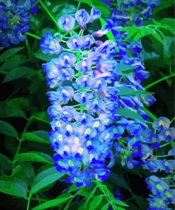 Blue Wisteria Paint By Number